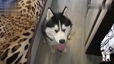二哈要出门，主人放了一段狼要出门的视频，二哈当时就不淡定了