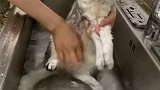 老三洗澡记～还算乖～