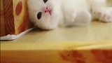 这里这里看这里！糟了！是心动的感觉！