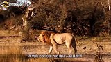 一匹马误入狼群被包围，下一秒竟然倒地撒娇，太可爱了