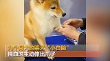 柴犬抽血主动伸爪子强装镇定，颤抖的后腿逗乐网友