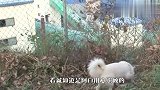 狗狗失去小狗后行为怪异，主人悄悄观察，结果高兴坏了