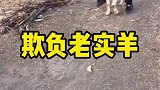 其实羊宝宝早知道小伙子想干嘛