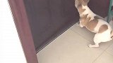 当主人把门关上后，狗子会做出什么行为，看完不笑你打我！