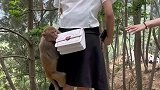 泼猴现在不仅劫财，还开始找小姐姐
