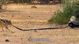 平头哥捕杀巨蟒却遭反杀生死时刻豺狼赶来，镜头记录下激烈全程