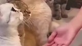 小姐姐去救助站领养小猫咪，一只小猫咪主动站出来求领养