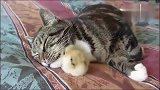 猫咪和小鸡相处的也很融洽，慢慢的小鸡长大了,整个画风都变了!