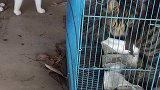 猫：来呀，比谁的声音大是吧！