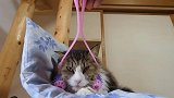 看看这只小猫的待遇多好，真的是太会享受了