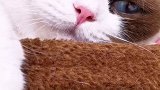 猫 啥样都行 我不挑 星探家