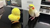 太可爱了！鸟：哥们来继续摇啊别停