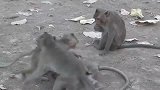 实拍：猴子也玩“老鹰捉小鸡”