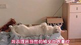 摊牌了，我想当小猫咪