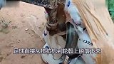 小伙用可乐代替拖拉机轮胎，30秒后场面不忍直视