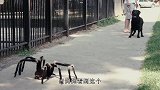 主人各种搞怪吓唬狗狗，不料“意外”发生了，镜头记录搞笑过程