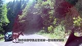男子牵着一匹白马下山，不料马儿突然受惊，镜头拍下惊险瞬间！