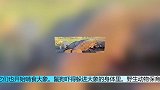 狡猾的非洲二哥躲藏在大象的尸体内逃过狮口