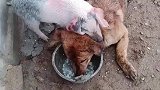 二师兄和狗子关系不错，争抢吃的也不打架