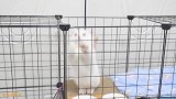 小公猫和小母猫打架，谁更厉害？主人在旁边看愣了