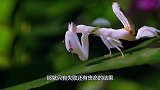 狮子紧紧的咬着野牛，谁知野牛突然反击，神逆转杀得狮子猝不及防