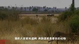 狮子VS猎豹-猎豹母亲不能保护小猎豹免受狮子狩猎，狮子真狠