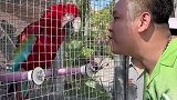 这一幕把人看呆，鹦鹉看上去贼聪明
