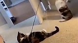 这是一只会钓鱼的猫！都学会自娱自乐了？