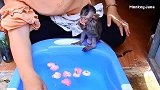小猴子太舒服了，可以洗花瓣澡，小猴子洗得都不愿意出来了