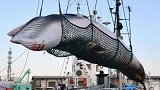正式“退群”时隔31年 日本重启商业捕鲸