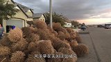 风滚草在美国泛滥了，入侵公路淹没小镇，为何在我国却很难长大？