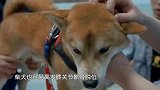 漂亮的蠢货？小哥吐槽自家狗狗智商，不料小姐姐来个一语双关