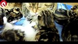 萌萌的猫妈妈与小奶猫一家