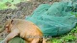 水蛭吸住猴子大腿，怎么扯动都不松口，这下摊上事儿了！