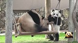 霸道的熊猫妈妈把熊孩子赶下秋千，宝宝好不甘心，决定战斗到底