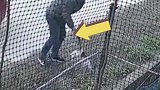男子驾车经过，用砖块将村民家养的猫砸伤后迅速离开
