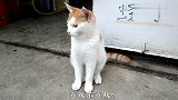 喜欢不喜欢，这是一只乖巧懂事的猫咪