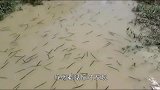 成千上万的鱼漂浮在水面，往河道里仔细一看，人们似乎明白了原因