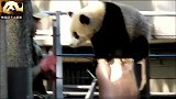 熊猫宝宝不配合奶爸收猫：再碰我，小心我咬你哦！