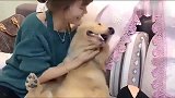 美女抢着亲吻金毛，这种场面让网友十分嫉妒！