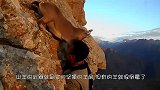 奶牛脚掌不慎扎进一根2厘米的生锈铁钉,看主人要如何帮它取出