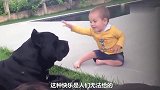 狗狗看护孩子，打瞌睡的样子简直搞笑极了