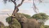大象看树不顺眼，想要推倒