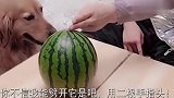 金毛想吃西瓜,主人说吃一口,剩下的全给你,下一秒你们忍住别笑