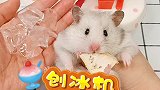 我的仓鼠有迷你刨冰机啦