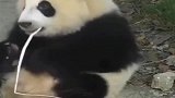熊猫：孔雀！俺吃竹子塞牙了，借根毛用下~