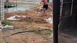 当几只小猪来到鳄鱼场