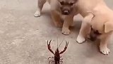 无敌土狗小龙虾，好搞笑你笑了吗