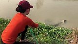 越南美女的撒网技术真棒，一网下去，不料捕获一群大鱼！