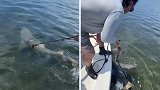 美国：男子看到鲨鱼被绳子缠住，将其拉到身旁割断绳子放生